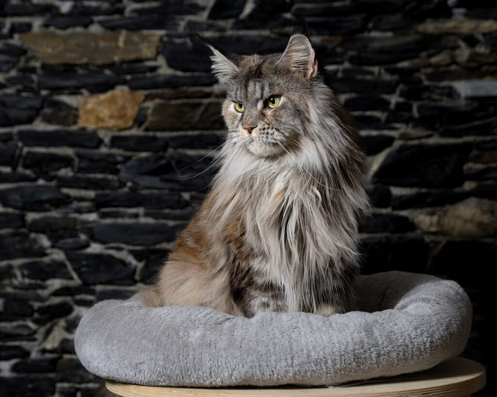 Musica maine coon femmina in posa