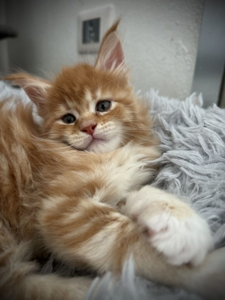 cucciolo obelix su divano