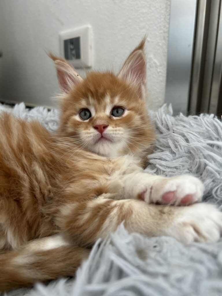 obelix cucciolo sdraiato su coperta