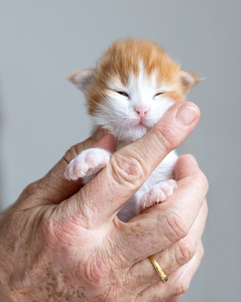 cucciolo maine coon di mome Olaf in una mano