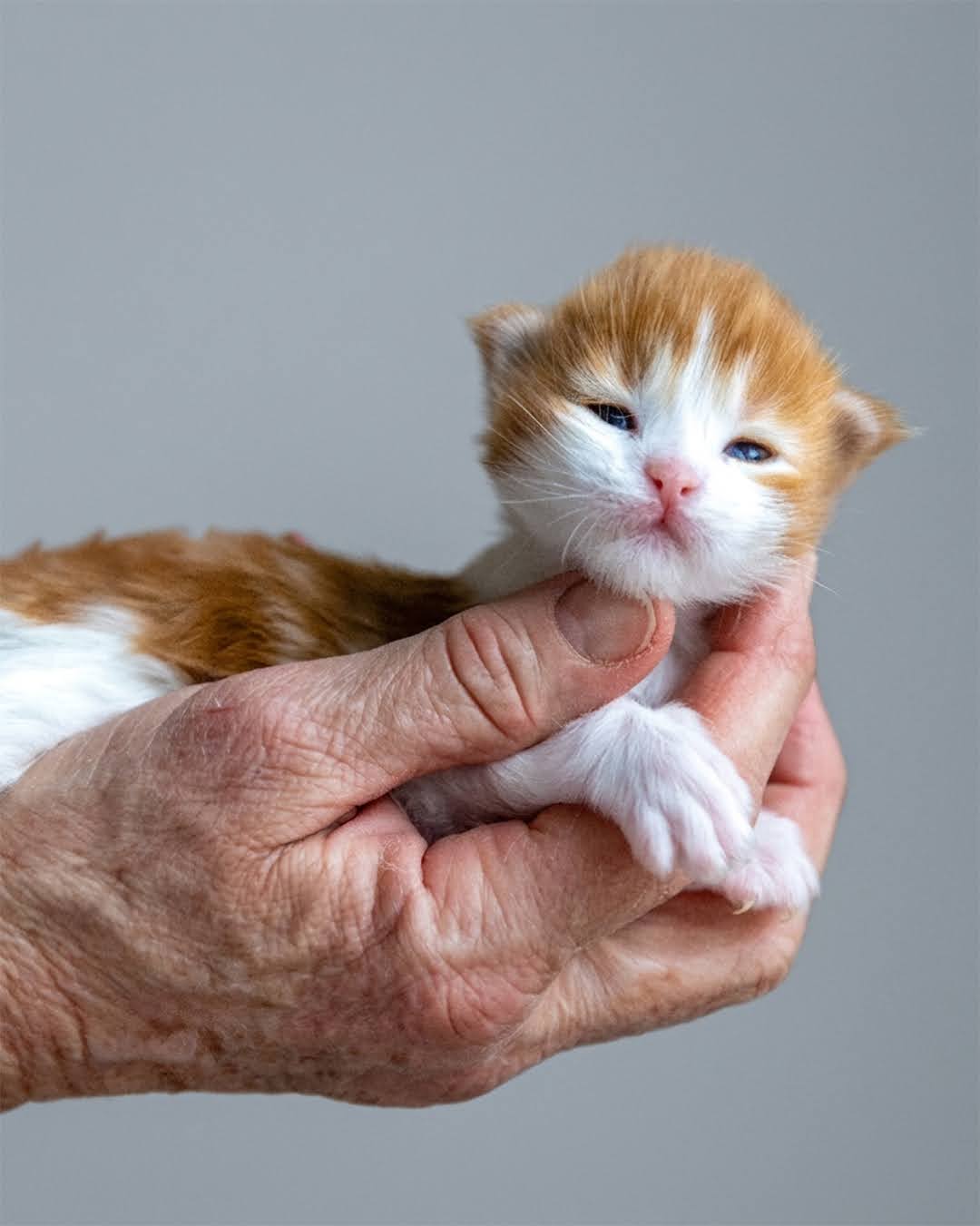 cucciolo maine coon di mome Olaf allevamento wild muzzle