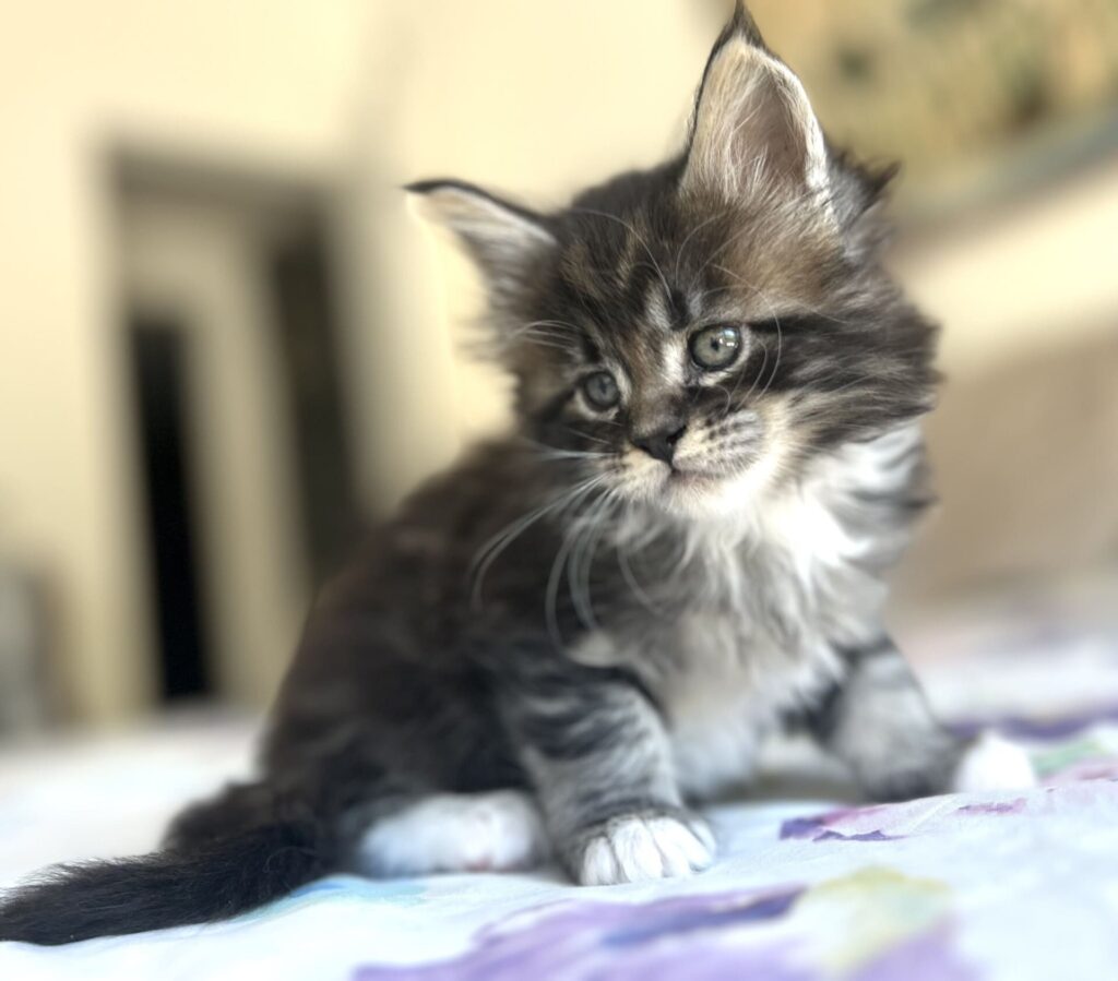 olly cucciolo maine coon sul letto