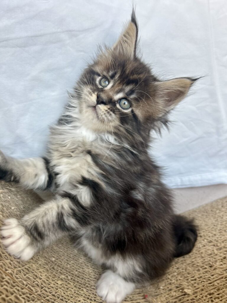 cucciolo maine coon grigio
