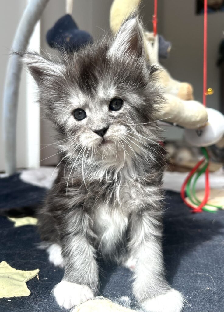primo piano omnia cucciolo maine coon