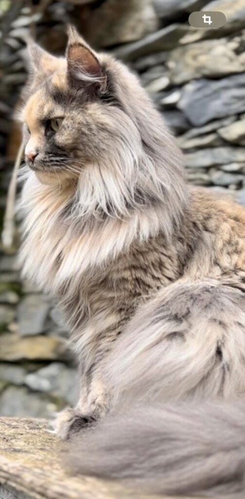 zombie main coon femmina vista di lato