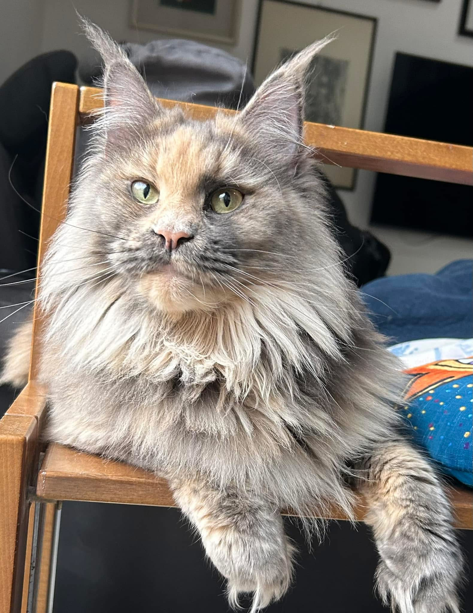 zombie maine coon femmina sdraiata vista frontale