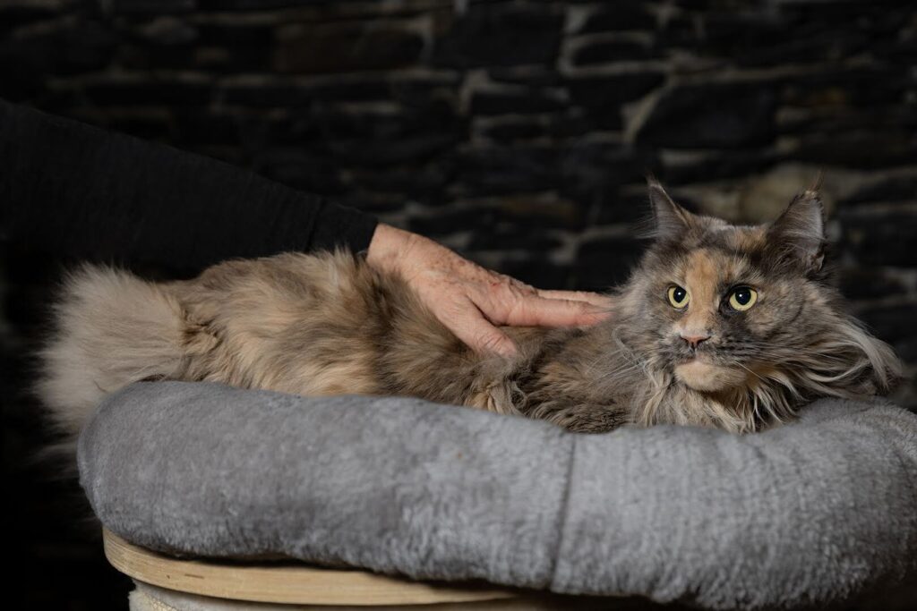 Havana zombie maine coon femmina sdraiato su un cuscino